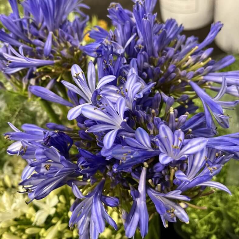 Agapanthus blue