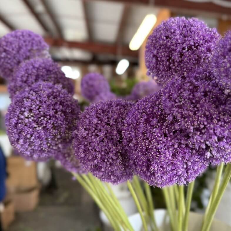 Allium Gigantum purple