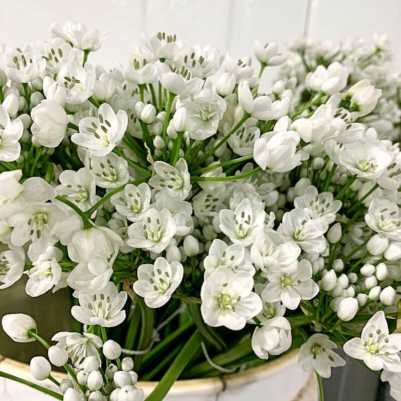 Allium Spray White