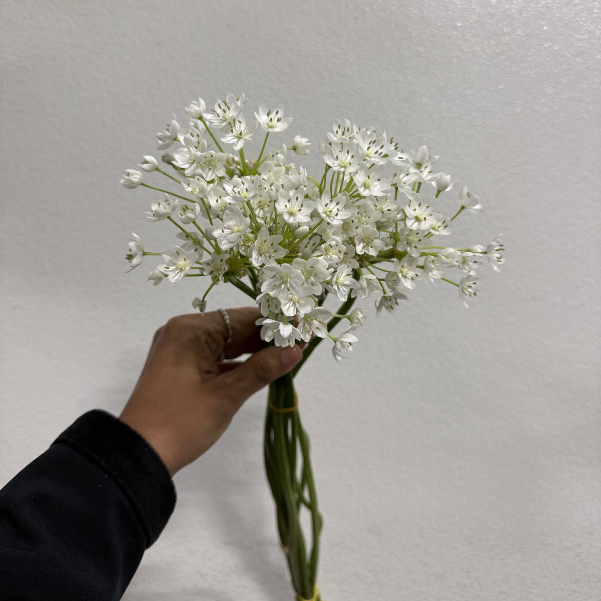 Allium Spray White