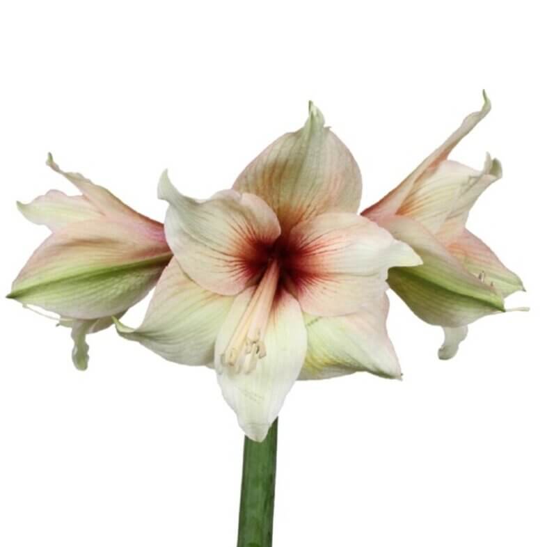 Amaryllis Mocca