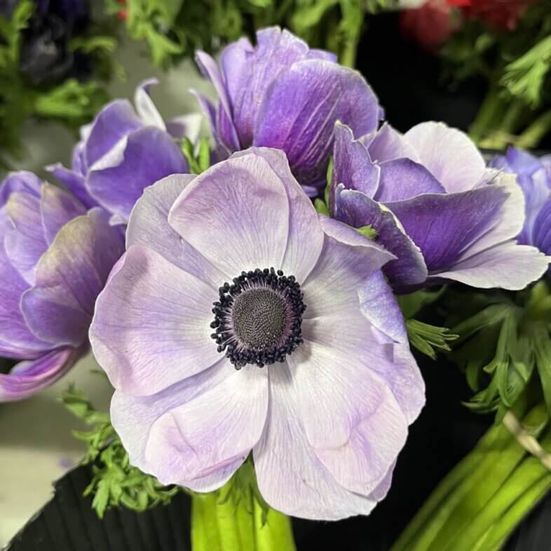 Anemone Lavender