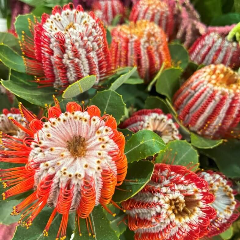 Banksia red