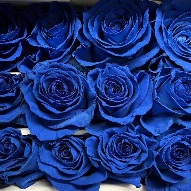 Blue Tinted Roses
