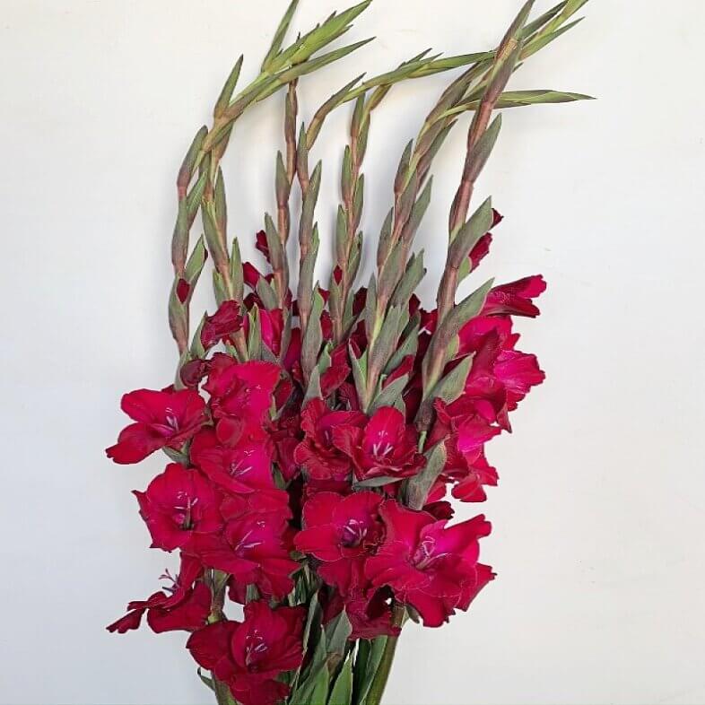 Burgundy Gladiolus