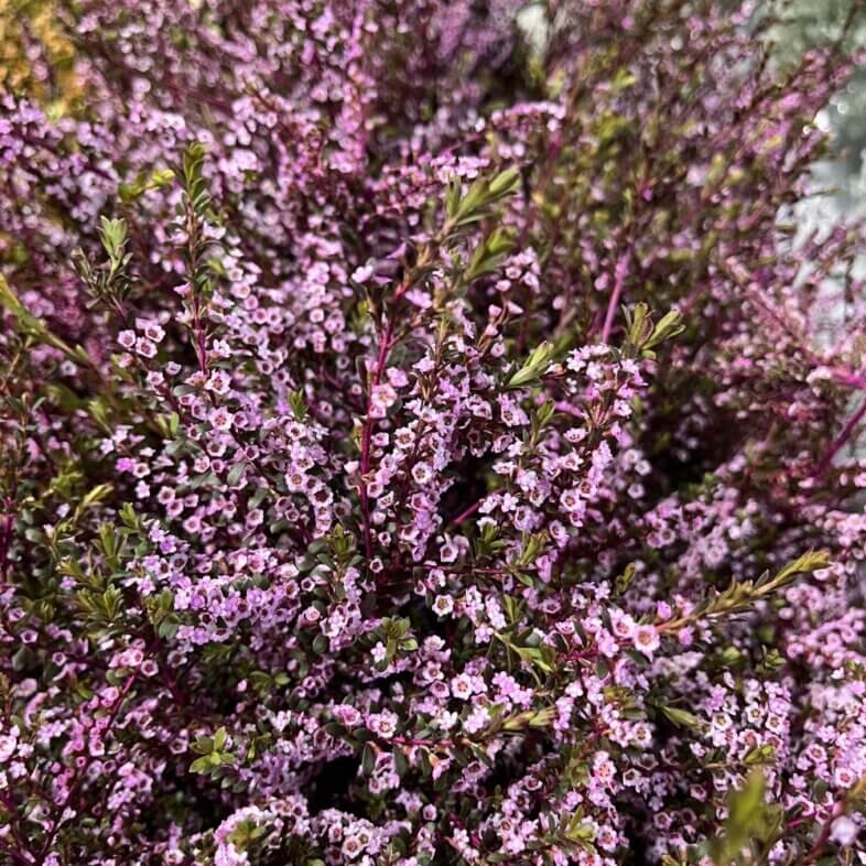 Calycina Pink