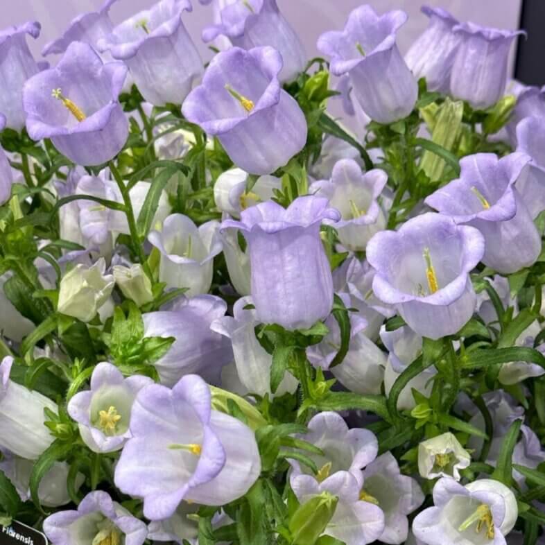 Campanula lavender
