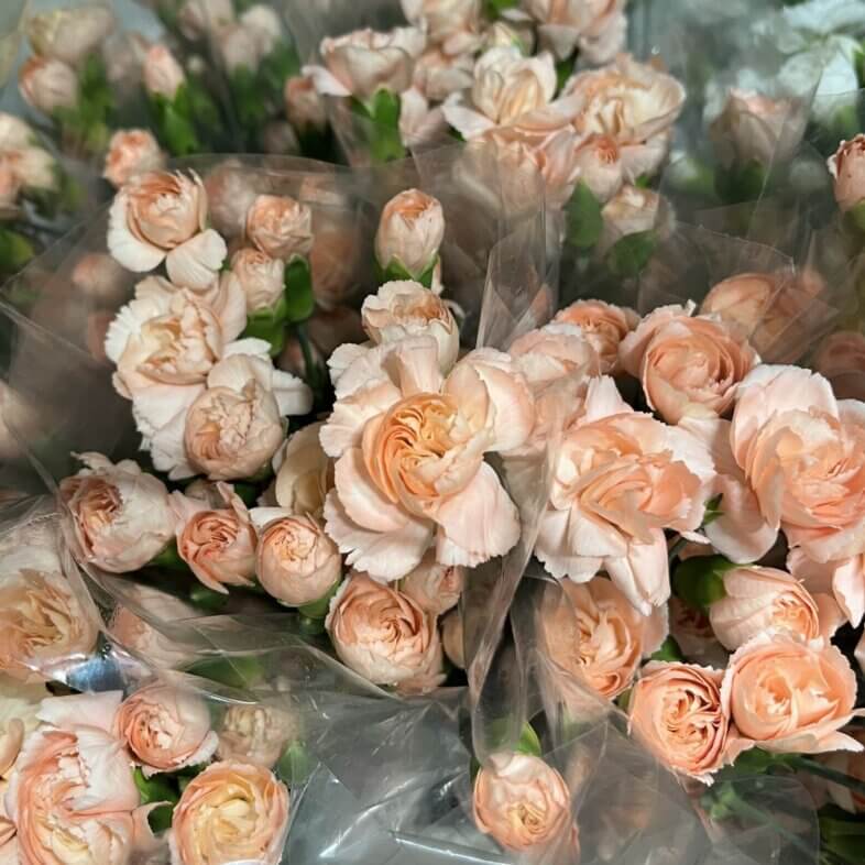 Carnation mini peach