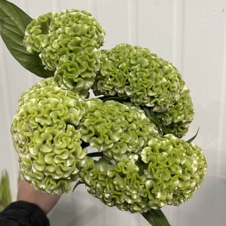 Celosia Coxcomb Green