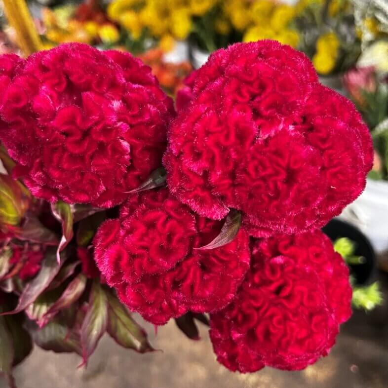 Celosia Coxcomb Hot Pink