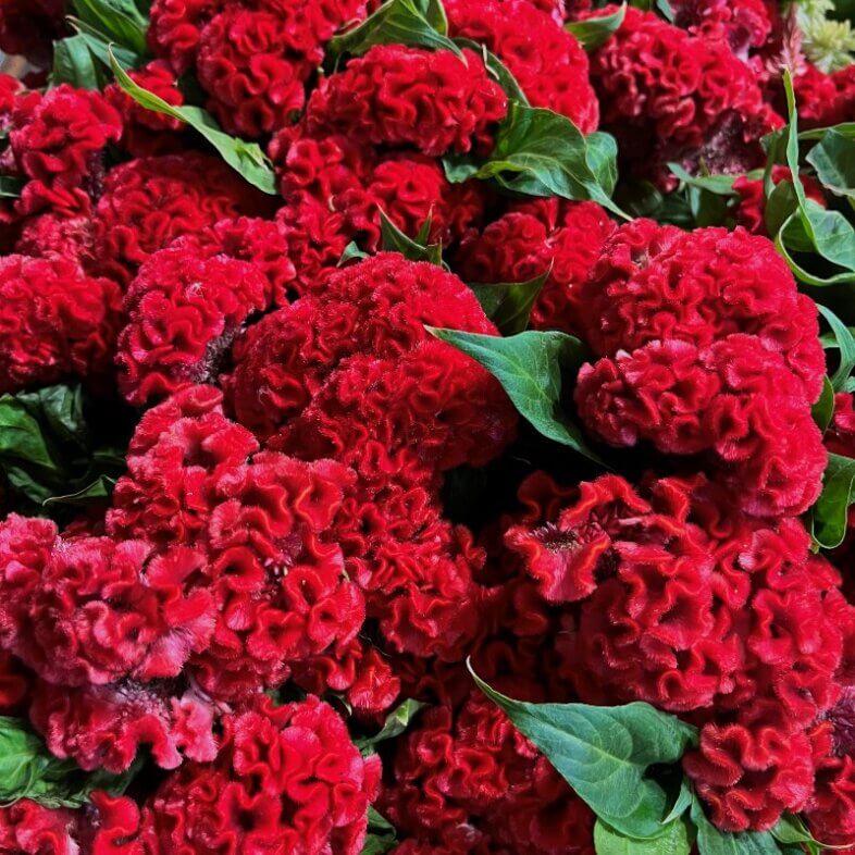 Celosia Coxcomb red