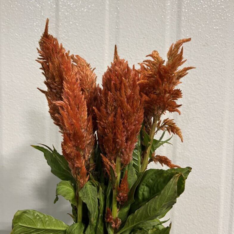 Celosia Plumosa Orange