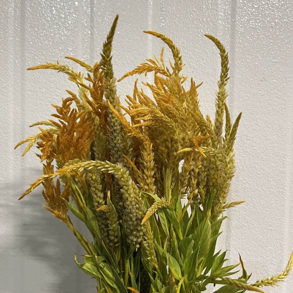 Celosia Plumosa Yellow