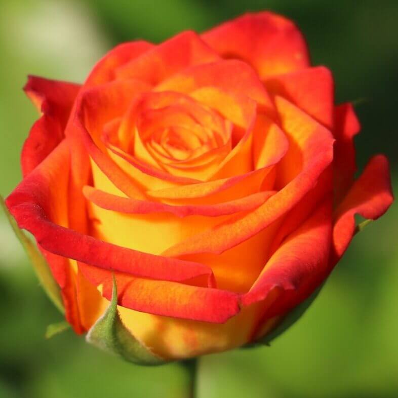 Orange and Yellow Circus Roses