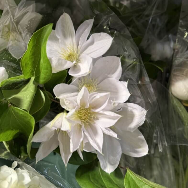 Clematis white