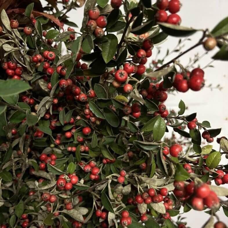 Cotoneaster red