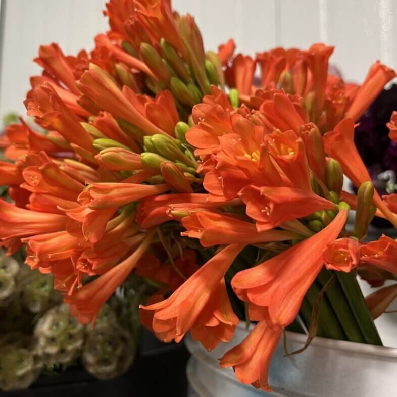 Cyrtanthus Orange