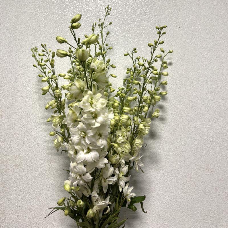 Delphinium Hybrid White