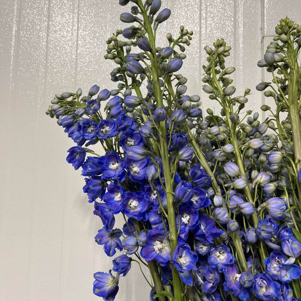 Delphinium Hybrid dark blue