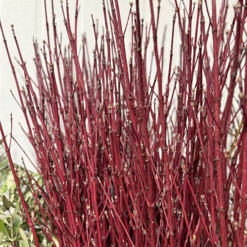 Dogwood red