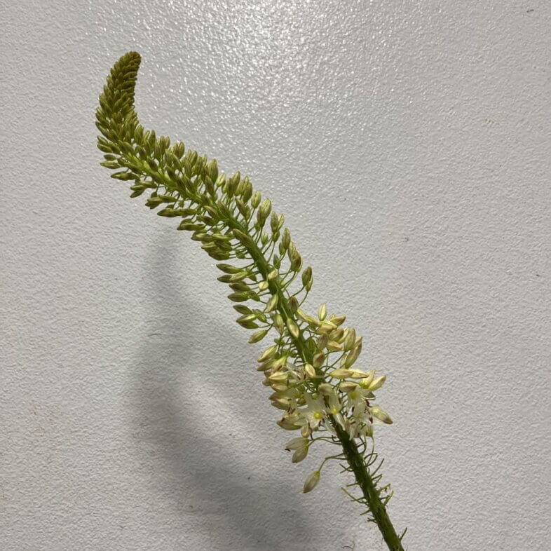 Eremurus white