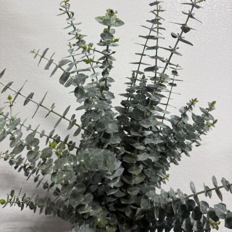 Eucalyptus Baby Blue