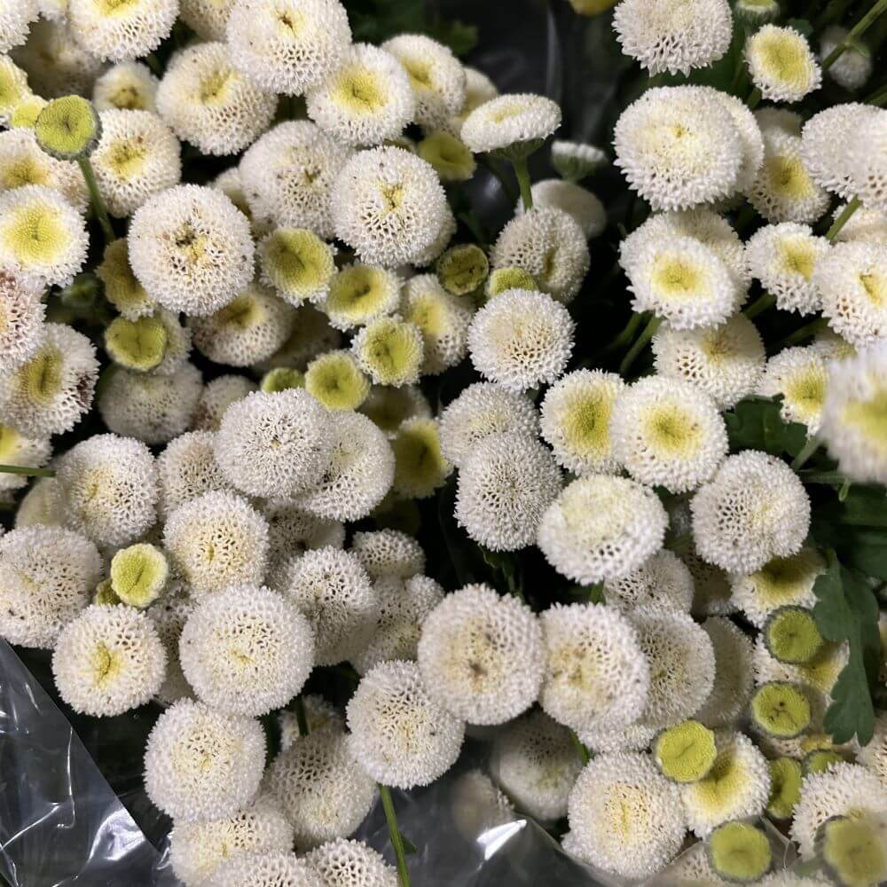 Feverfew Button White