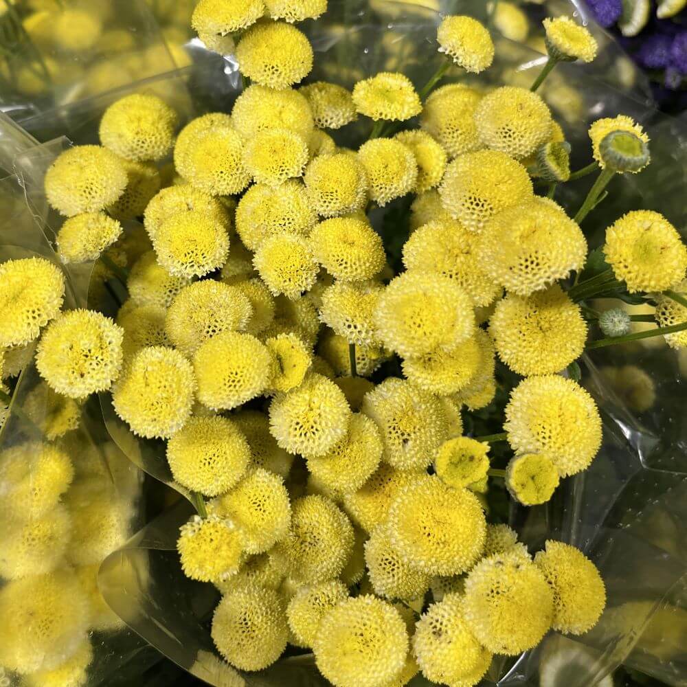 Feverfew Button Yellow
