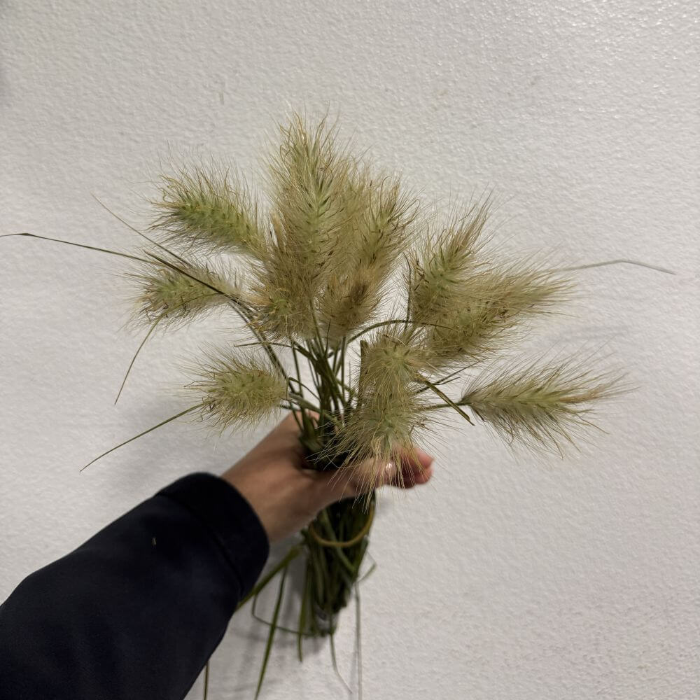 Fountain Little Bunny Grass