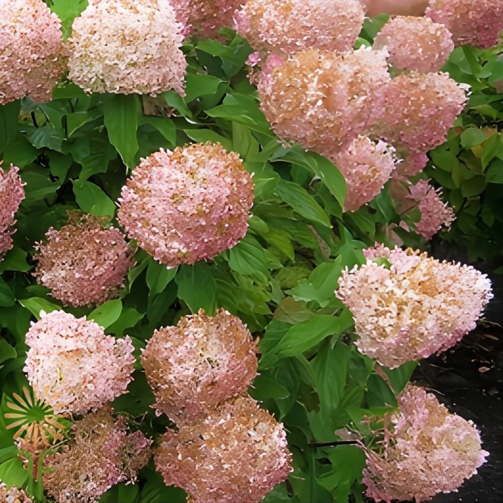 Green/Blush Limelight Hydrangeas - Image 2