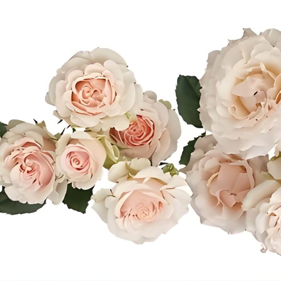 Fresh-Cut-Blush-Wedding-Rosever-Garden-Spray-Roses