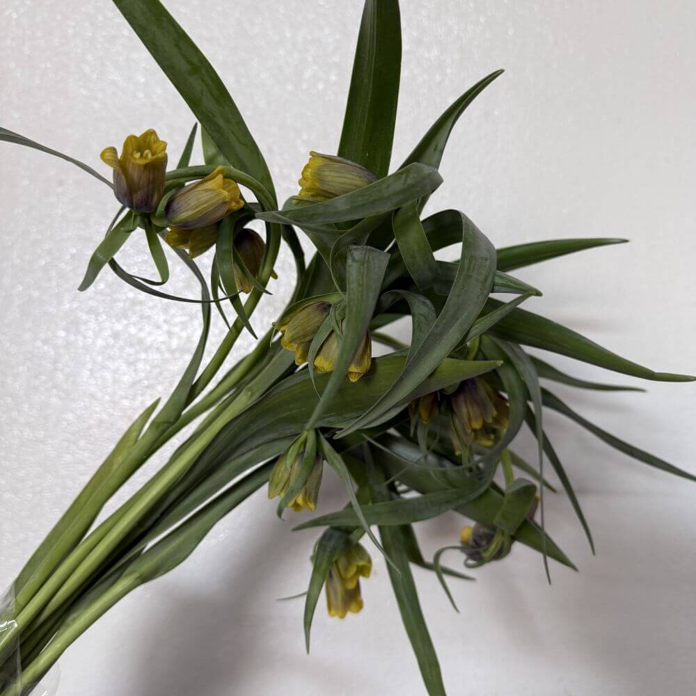 Fritillaria Uva