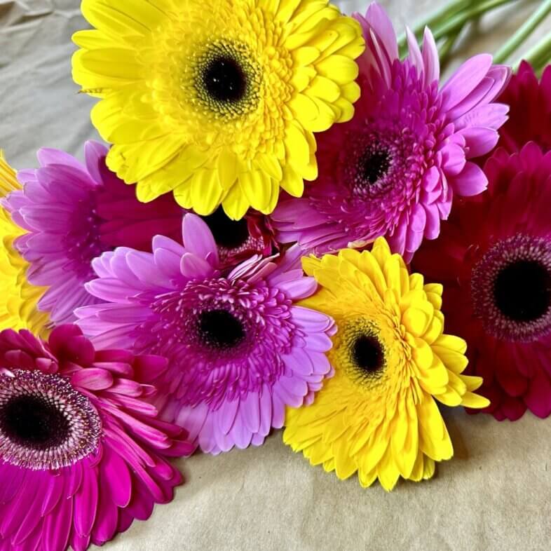 Gerberas Assorted