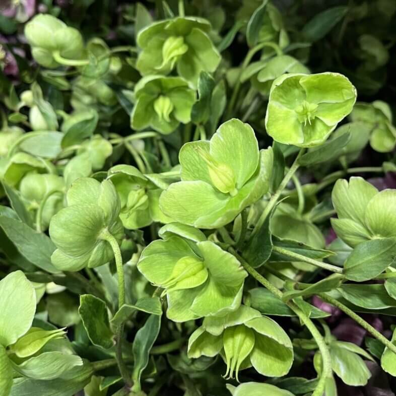 Helleborus green