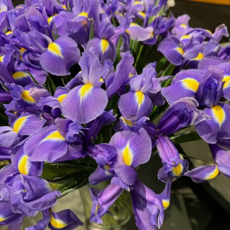 Iris Purple