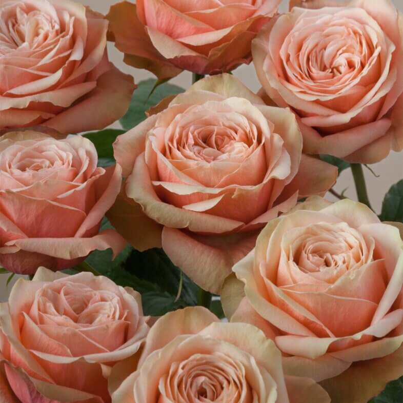 Kahala Roses