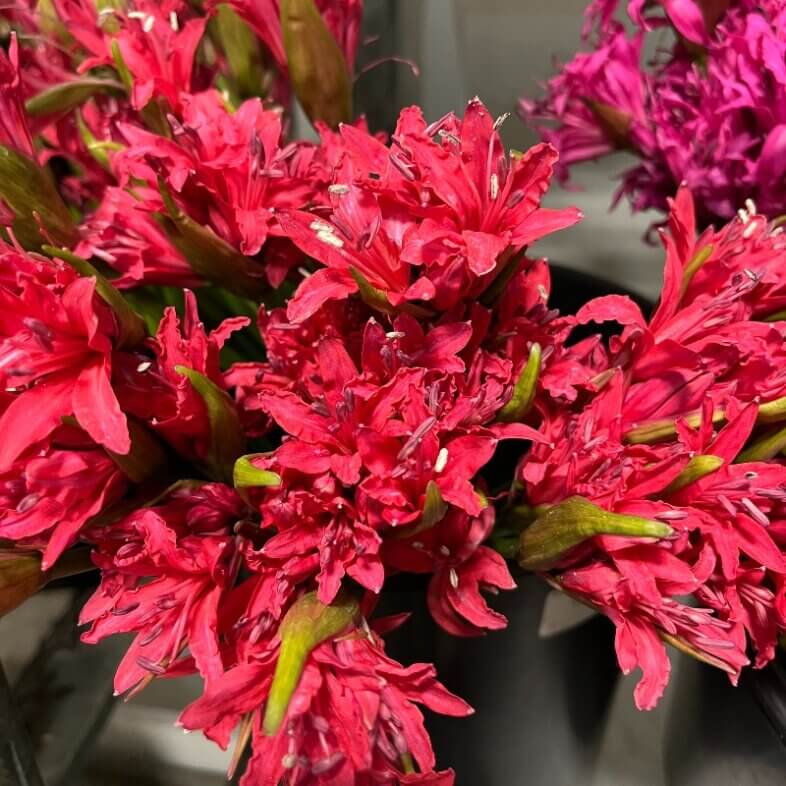 Lily Nerine coral