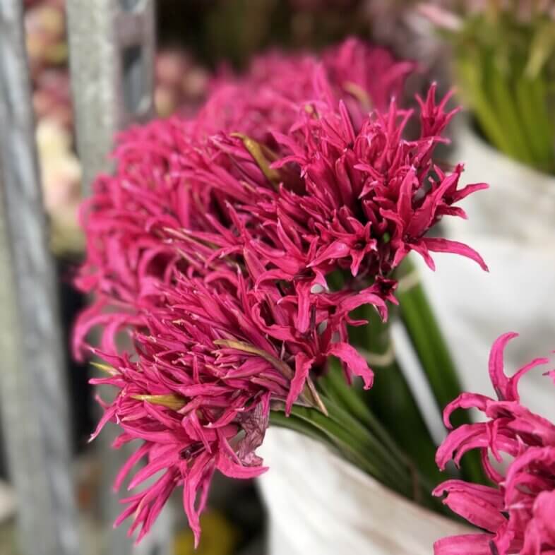 Lily Nerine hot pink