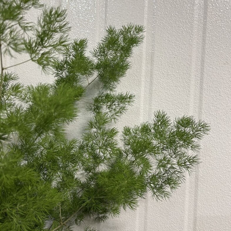 Ming Fern