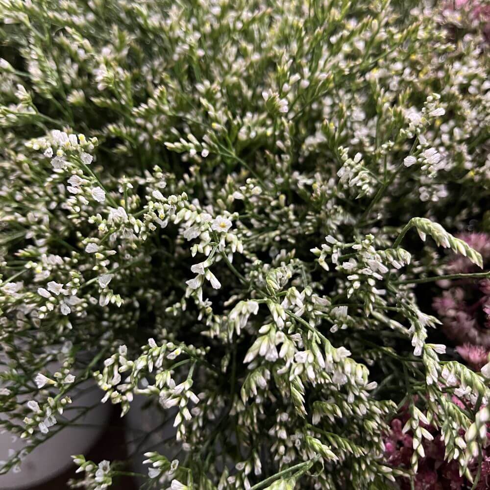 Misty Limonium White