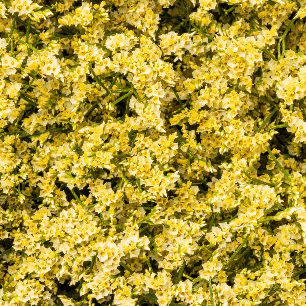 Misty Limonium Yellow