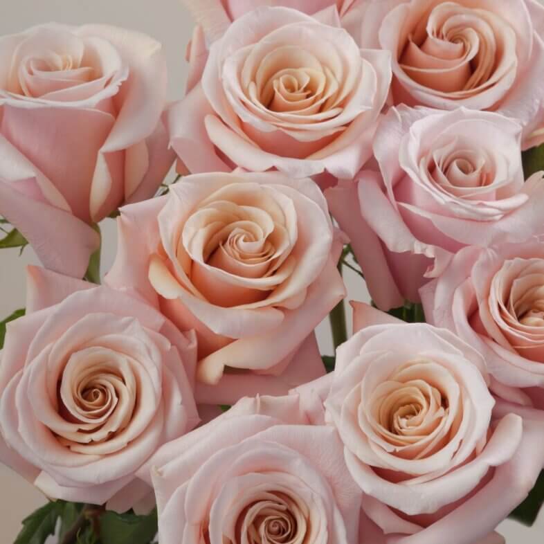 Mother of Pearl Roses