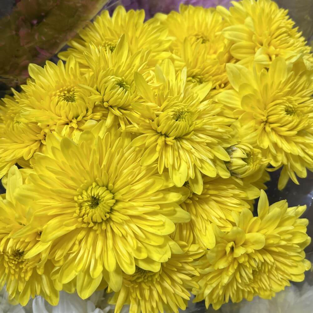 Mum spray cushion yellow