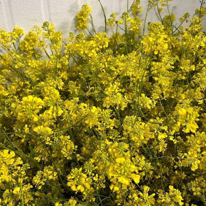Mustard