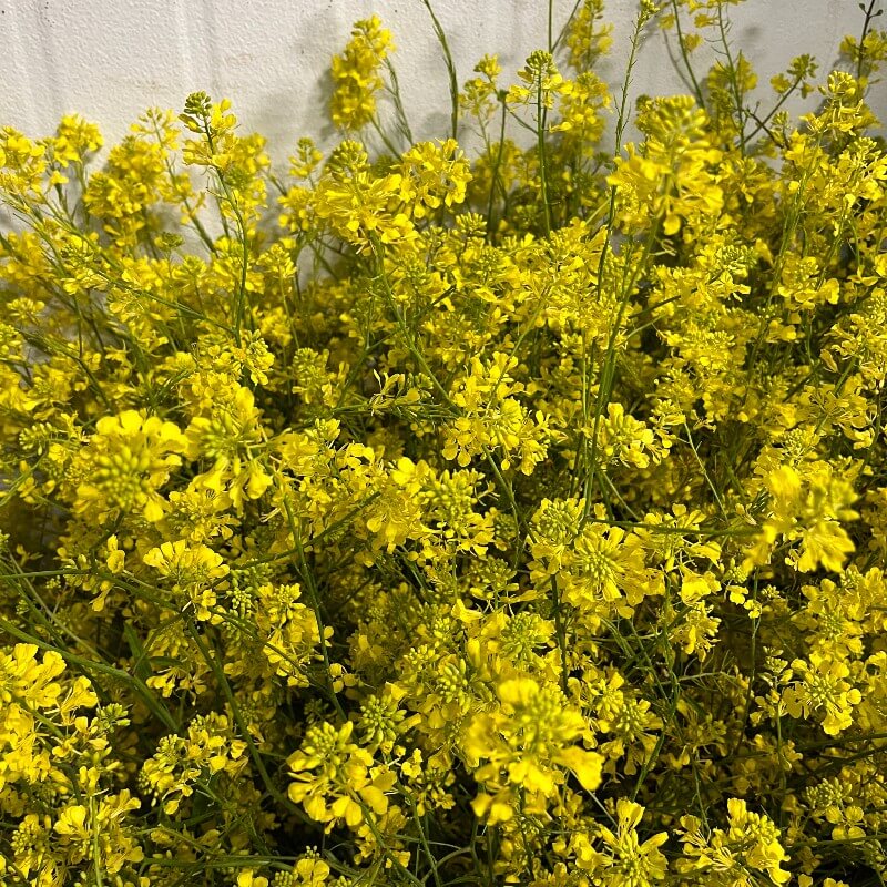 Mustard