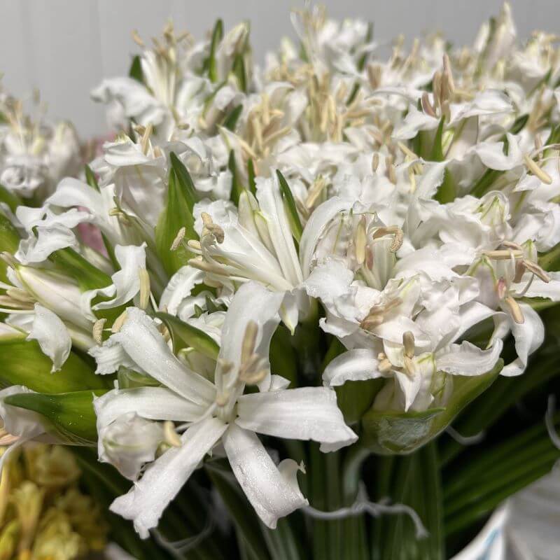 Nerine Lily White