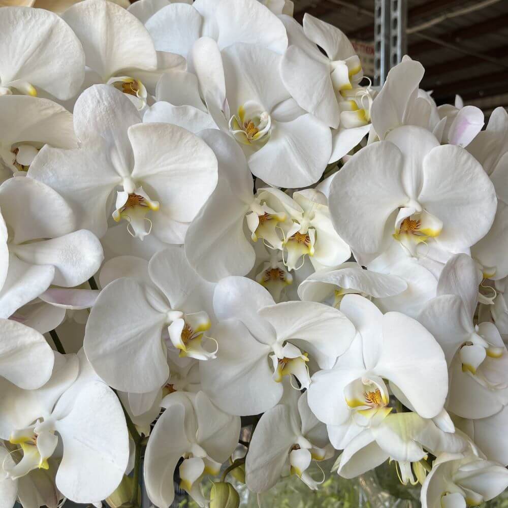 Orchid Phalaenopsis White Spray