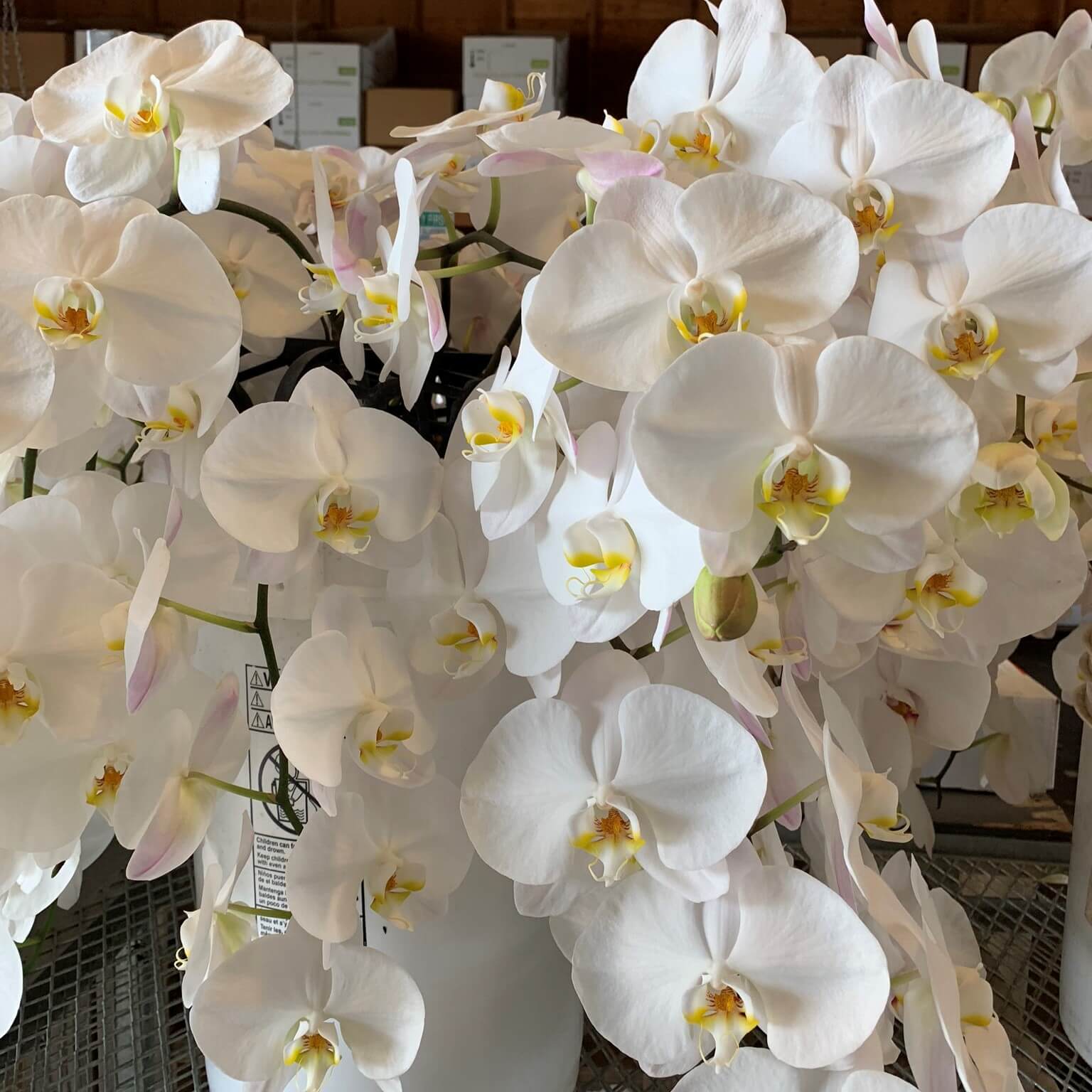 Orchid Phalaenopsis spray white