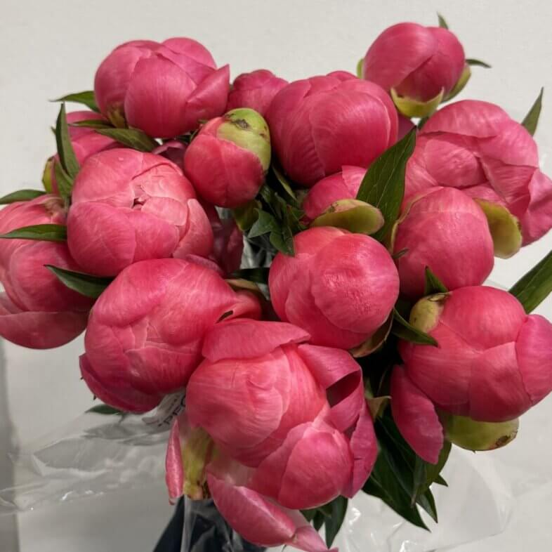 Peony Coral Charm