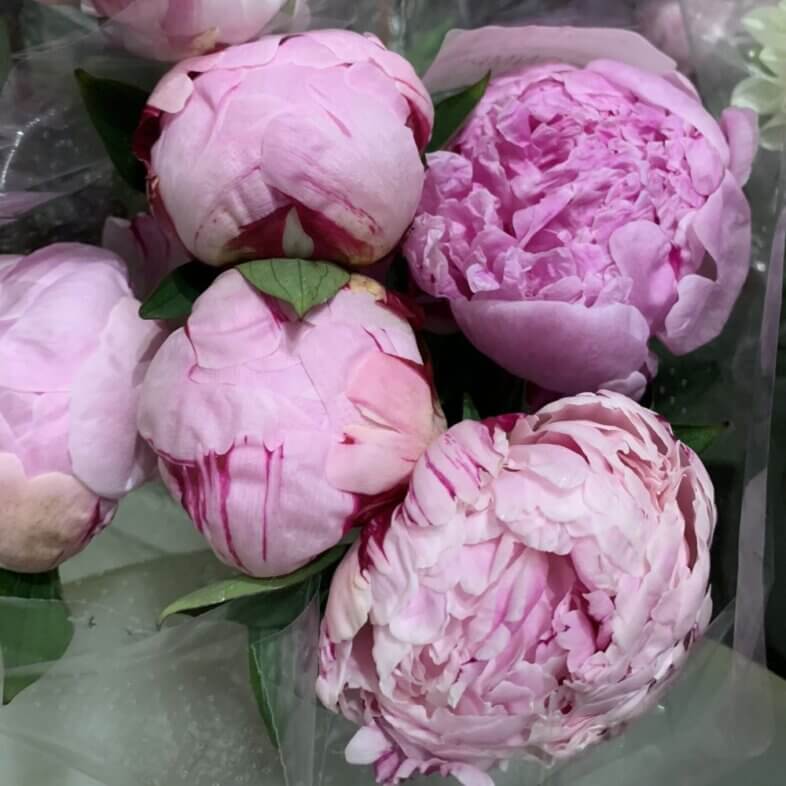 Peony import medium pink